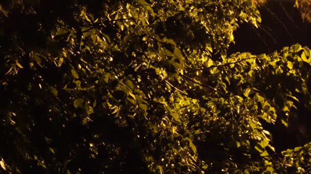 Tilia Tilleul Sous Pluie Printanière Nocturne Lumière Une Lanterne Jaune — Video