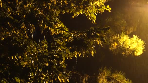 북캅카스의 구릉지에 에비가 내리는 소나무 가지와 가지에 — 비디오
