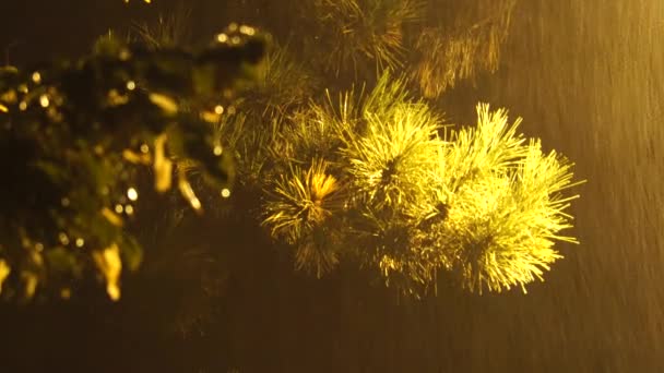 Nocny Deszcz Świetle Żółtej Latarni Gałęziach Sosny Podnóża Północnego Kaukazu — Wideo stockowe