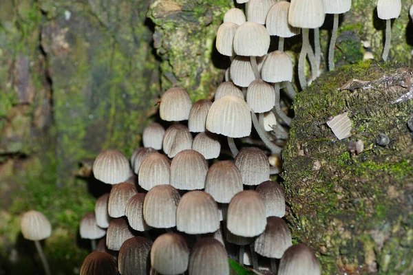 北コーカサスの麓にある木の切り株の近くの小さなキャップキノコの糞カブトムシ — ストック写真