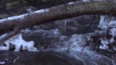 Taze dağ nehri Guloyhi 'ye yakın. Kayalar arasında temiz erimiş su ve Guloykhi Vadisi, Ingushetia, Kuzey Kafkasya' da karlı ağaç dalları var.