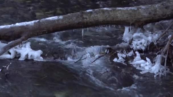 北高加索印古什Guloykhi峡谷山区的特写和透明的Guloyhi河 清澈的水夹在石子和雪树分枝之间 — 图库视频影像