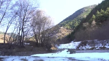 Guloyhi nehrinin yeşil vadisinde kar ve çam ağaçları olan dağların manzarası Guloyhiyskom Gorge, Ingushetia, Kuzey Kafkasya