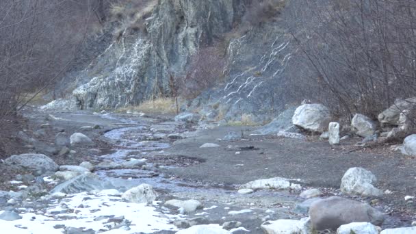 Panorama Wiosennego Górskiego Dopływu Rzeki Guloyhi Śniegiem Drzewami Dużymi Kamieniami — Wideo stockowe