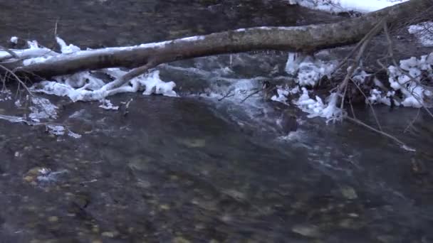 Blick Auf Den Gletscherfluss Guloykh Mit Schnee Zwischen Bäumen Und — Stockvideo