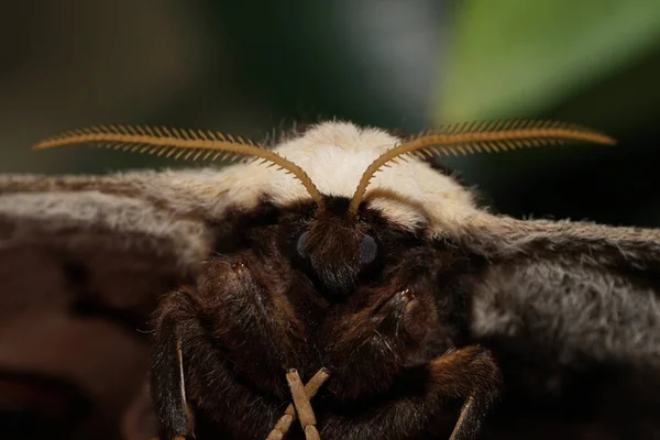 Vista Frontal Cerca Una Gran Mariposa Del Pavo Real Saturnia —  Fotos de Stock