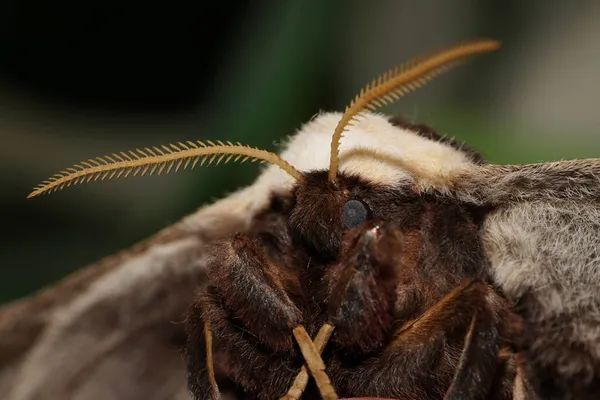 Vista Frontal Cerca Una Peluda Mariposa Del Pavo Real Nocturno —  Fotos de Stock