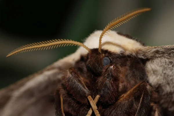 Közelkép Egy Pelyhes Éjszakai Páva Pillangóról Saturnia Piri Szárnyakkal Nagy — Stock Fotó