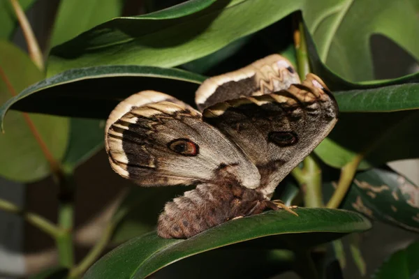 Gros Plan Sur Côté Papillon Paon Saturnia Pyri Avec Des — Photo