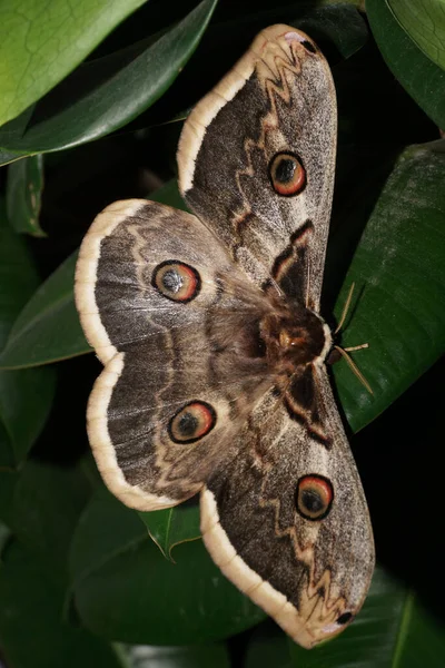 Kuzey Kafkasya 'da pembe soğan kabarıklığı üzerinde oturan tüylü bıyıklı, geniş tavus kuşu kelebeği Saturnia pirisi.                               