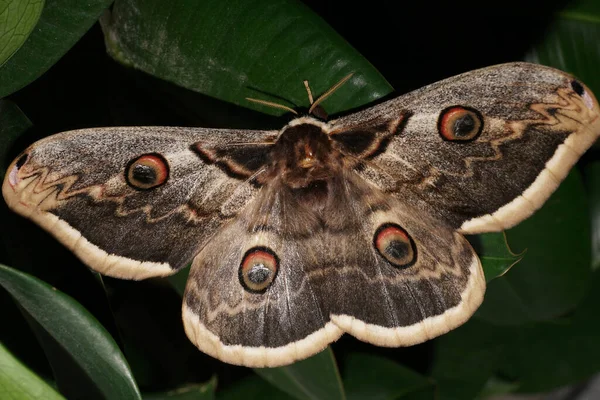 Gros Plan Papillon Paon Saturnia Pyri Avec Des Ailes Déployées — Photo