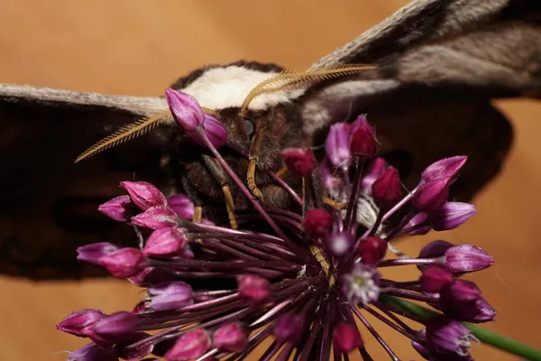 在北高加索地区 一只长着翅膀和羽状胡须的大孔雀蝴蝶在一朵粉红的洋葱花上栖息 — 图库照片