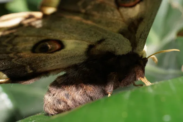Közelkép Egy Nagy Bozontos Páva Pillangóról Szaturnia Piri Szárnyakkal Tollas — Stock Fotó