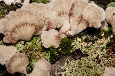 Kıvırcık mantarların Macro yapısı Kuzey Kafkasya 'nın eteklerindeki bir ağaçta yetişen yosun ve yosun arasında Polyporus                                