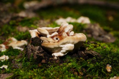 Açık kahverengi genç Polyporus mantarlarına yakın çekim Kuzey Kafkasya 'nın eteklerindeki bir ağaçta yetişen yosunlar arasında                                