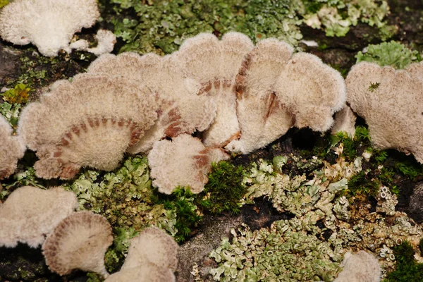 Kuzey Kafkasya 'nın eteklerindeki bir ağaçta yetişen kıvırcık mantarların makro yapısı.                                