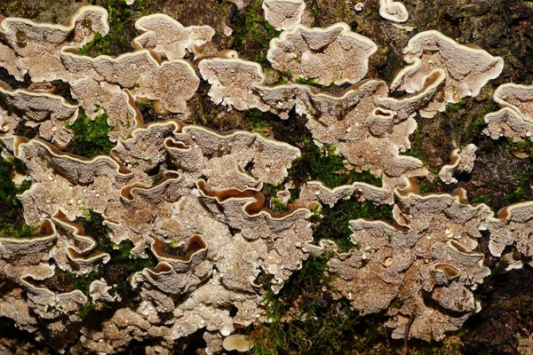 Macro Close Van Lichtgekleurde Kleine Krulpaddenstoelen Polyporus Die Groeien Een — Stockfoto