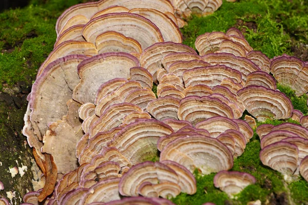 Kavkazské Kulaté Houby Polyporus Rostoucí Kmeni Stromu Podzim Úpatí Severního — Stock fotografie