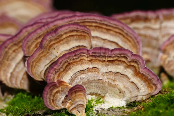 북캅카스 산기슭에 줄기에서 자라는 색깔의 포루스 버섯의 구조를 가까이 — 스톡 사진