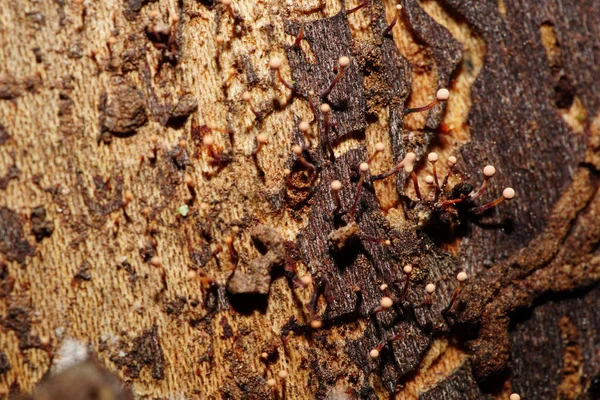 Κοντινό Πλάνο Ανοιχτόχρωμων Μικρών Μανιταριών Mycetozoa Που Φυτρώνουν Ένα Δέντρο Εικόνα Αρχείου