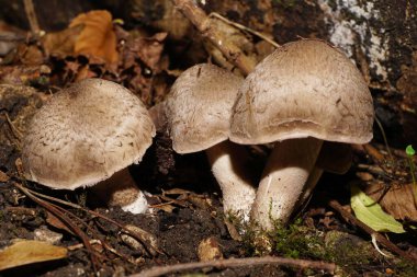   Kuzey Kafkasya 'nın eteklerinde yeşil bir kapsülde üç sonbahar mantarının yakın çekimi.                             