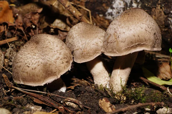 Zbliżenie Trzech Jasnobrązowych Grzybów Jesiennych Agaricus Zielonej Kapsule Podnóża Północnego — Zdjęcie stockowe