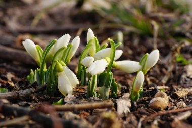  Şubat genç kar damlası endemik Galanthus bortkewitschianus Kuzey Kafkasya eteklerinde beyaz tomurcuklar ile                               