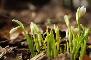  Şubat ayındaki genç kar damlası Galanthus Kuzey Kafkasya 'nın eteklerinde tomurcukları olan beyaz çiçeklerle Bortwitschianus' u doğurdu                               