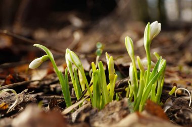Şubat 'ın genç Kafkas kar damlası Galanthus yeşil yapraklı ve Kuzey Kafkasya' nın eteklerindeki tomurcuklu beyaz çiçeklerle Bortkewitschianus bortkewitschianus                                