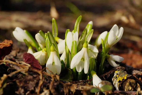 Yakın plan Kafkas kar damlası ender bulunan Galanthus, Şubat ayında Kuzey Kafkasya 'nın eteklerinde beyaz çiçekler ve tomurcuklarla doludur.                                