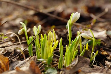 Şubat ayı genç kar damlası Galanthus Kuzey Kafkasya 'nın eteklerinde yeşil yapraklar ve beyaz tomurcuklar ile Bortkewitschianus' u doğurdu                               