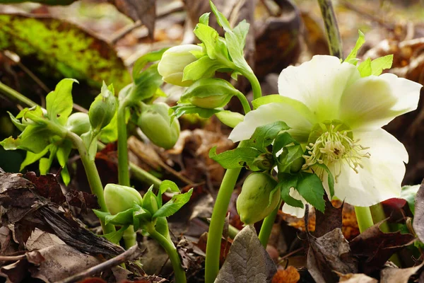 Close Van Februari Primrose Hellebore Helleborus Caucasian Met Groene Bloemen — Stockfoto