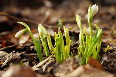 Şubat ayındaki genç kar damlası Galanthus yeşil yapraklı ve Kuzey Kafkasya eteklerinde tomurcukları olan beyaz çiçeklerle Borkkewitschianus 'u doğurdu.                               