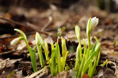 Şubat genç kar damlası endemik Galanthus bortkewitschianus Kuzey Kafkasya 'nın eteklerinde tomurcuklanan beyaz çiçeklerle                                