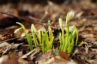 Şubat Kafkas kar damlası Galanthus yeşil yapraklı ve Kuzey Kafkasya 'nın eteklerinde tomurcuklanmış beyaz çiçeklerle Bortkewitschianus bortkewitschianus                                