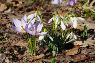 Kuzey Kafkasya 'nın eteklerindeki bir çayırda Mart ayında yetişen çiçeklerle birlikte Kafkasya' nın ender bulunan Crocus sativus safranı ve beyaz kar tanesi Galanthus lagodechianus.                               