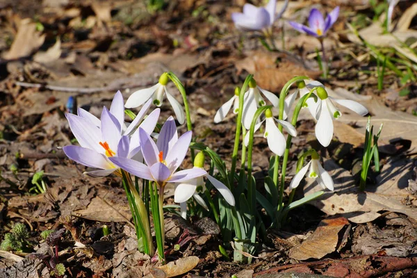 Spring Caucasian rare saffron Crocus sativus and white snowdrop Galanthus lagodechianus with flowers growing in March in a meadow in the foothills of the North Caucasu