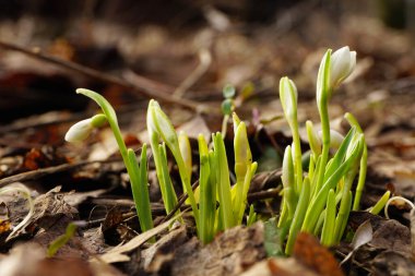 Şubat ayında Kafkasya 'nın genç kar damlası endemik Galanthus yeşil yapraklı ve Kuzey Kafkasya' nın eteklerinde tomurcukları olan beyaz çiçeklerle Bortwitschianus 'u doğurdu        