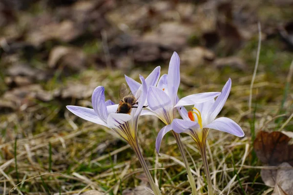 Jarní Rostlina Crocus Sativus Fialovými Květy Hnědou Včelkou Apis Mellifera — Stock fotografie