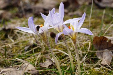 Mart ayında Kuzey Kafkasya 'nın eteklerindeki bir düzlükte nadir bulunan beyaz-mor safran safran sativus ve kahverengi arı Apis mellifera' nın yakın çekimi.                               