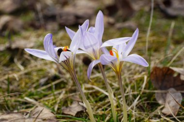 Kuzey Kafkasya 'nın eteklerindeki bir çayırda Mart ayında Apis mellifera arısı ile birlikte nadir bulunan Crocus sativus bitkisi.