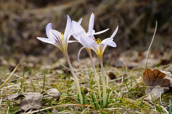 Pohled Kavkazskou Jarní Rostlinu Crocus Sativus Bílo Fialovými Květy Rostoucími — Stock fotografie