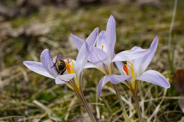 Detailní Záběr Jarní Včely Apis Mellifera Fialové Květy Rostliny Crocus — Stock fotografie