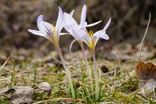 Pohled Kavkazskou Jarní Rostlinu Crocus Sativus Bílo Fialovými Květy Rostoucími — Stock fotografie