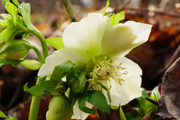 Detailní Záběr Vzácného Pekelného Primrose Helleborus Bělocha Zelenými Květy Poupaty — Stock fotografie