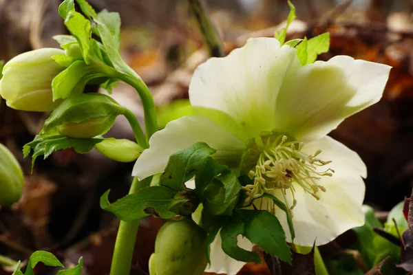 Detailní Záběr Vzácného Únorového Primrose Hellebore Helleborus Běloch Zelenými Květy — Stock fotografie