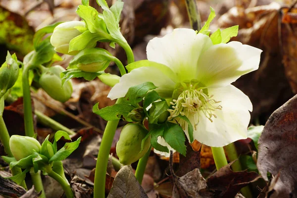 Крупный План Февральского Цветка Первоцвета Helleborus Caucasian Hellebore Предгорьях Северного — стоковое фото