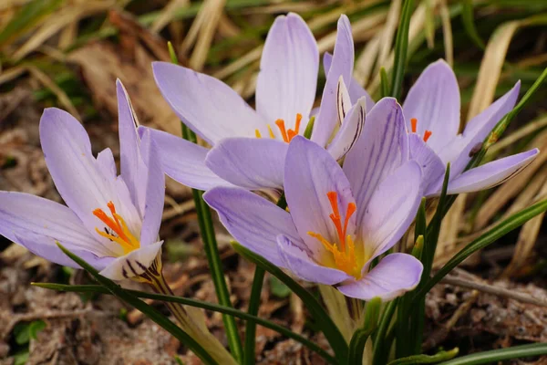 今年3月 在北高加索地区山麓的草地上 一只白种人稀有春番红花盛开的特写 — 图库照片