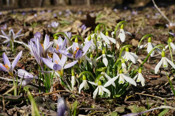 Close-up of Caucasian spring saffron Crocus sativus and white snowdrop Galanthus lagodechianus in March in a clearing in the foothills of the North Caucasus