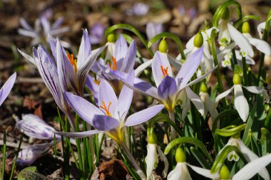 Kuzey Kafkasya 'nın eteklerindeki bir düzlükte Mart ayında beyaz-mor crocus sativus ve beyaz kar damlası Galanthus lagodechianus' un yakın çekimleri                               